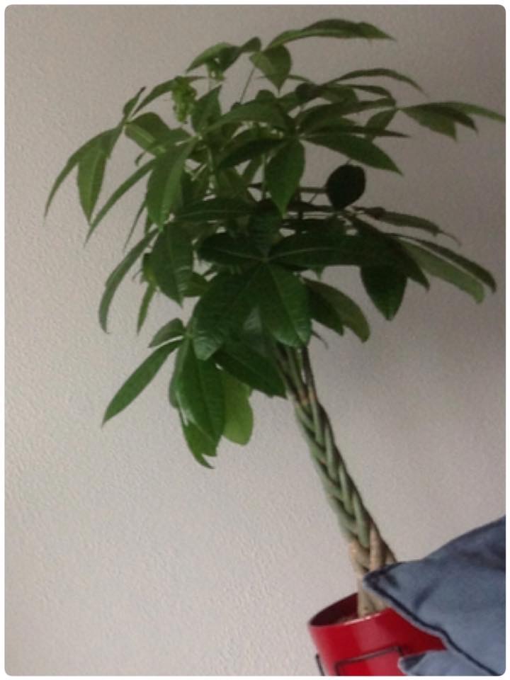 Geluksplant